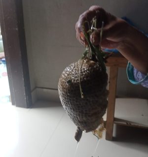 Pure Keekar Chatta Honey | Natural Honeycomb