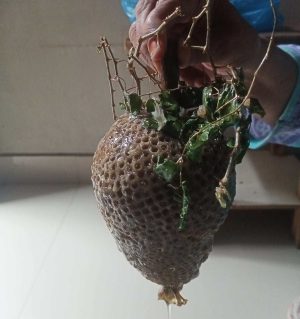 Pure Berry Chatta Honey | Natural Honeycomb